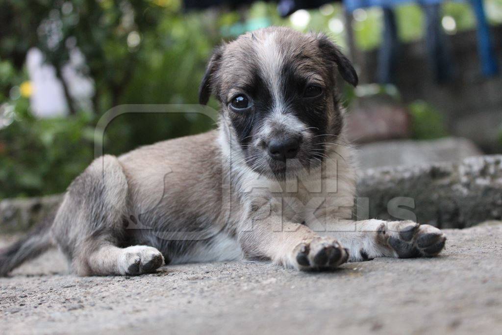 One cute fluffy street puppy lying on ground