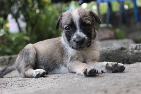 One cute fluffy street puppy lying on ground