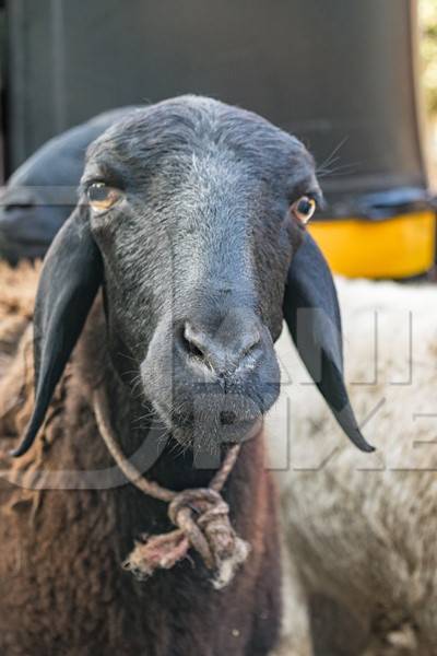 Large sheep with black face with string around neck standing next to mutton shop in urban city in India