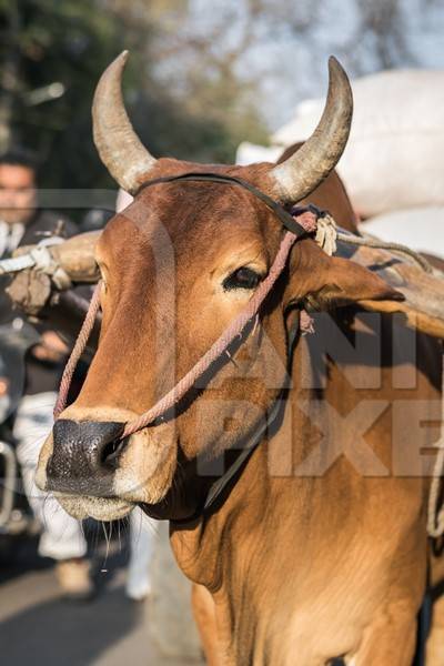 Close up of face of brown working bullock pulling carton city road in Bikaner