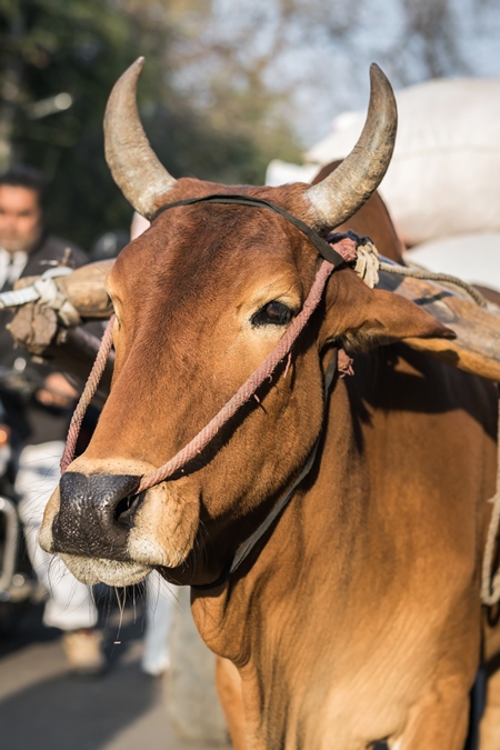 Close up of face of brown working bullock pulling carton city road in Bikaner