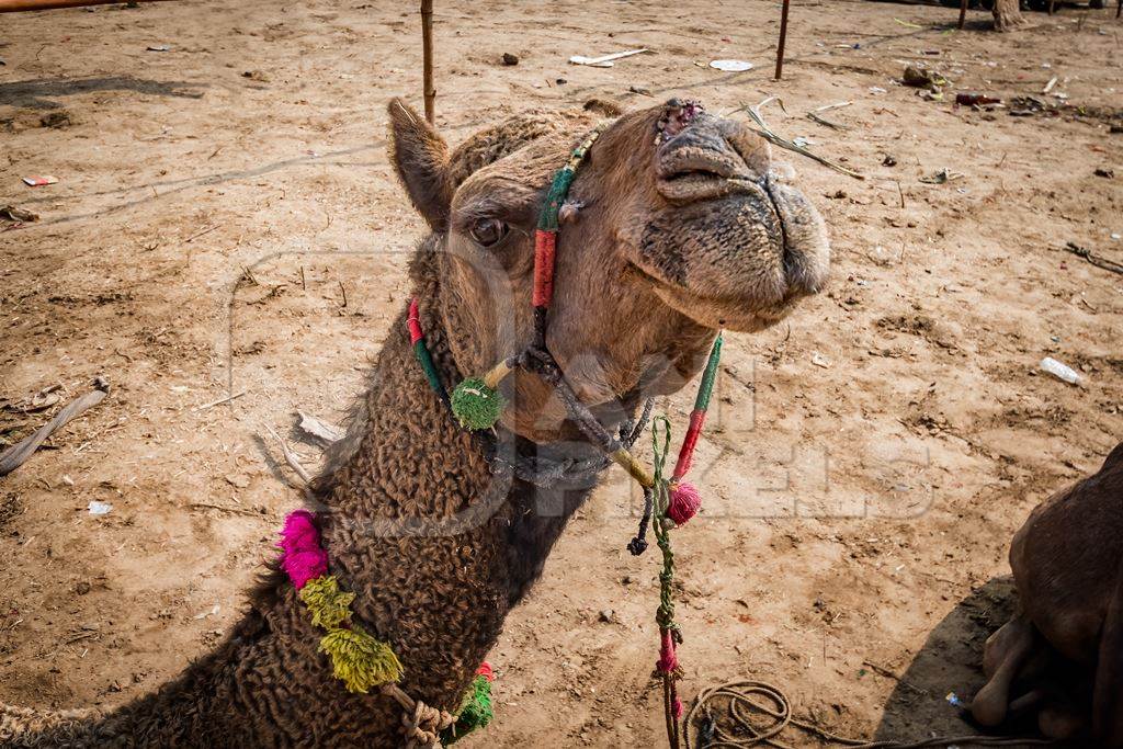 Indian camel with open wound on nose from where the nose peg has been, at Pushkar camel fair or mela in Rajasthan, India, 2019