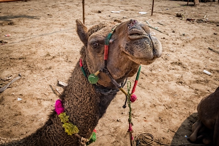 Indian camel with open wound on nose from where the nose peg has been, at Pushkar camel fair or mela in Rajasthan, India, 2019