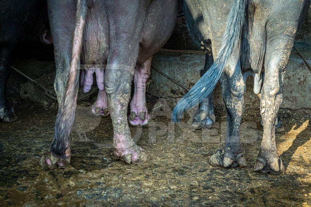 Indian buffaloes standing on dirty concrete floors in an urban Indian buffalo dairy farm or tabela in Pune, Maharashtra, India, 2021