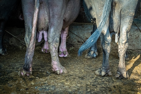 Indian buffaloes standing on dirty concrete floors in an urban Indian buffalo dairy farm or tabela in Pune, Maharashtra, India, 2021