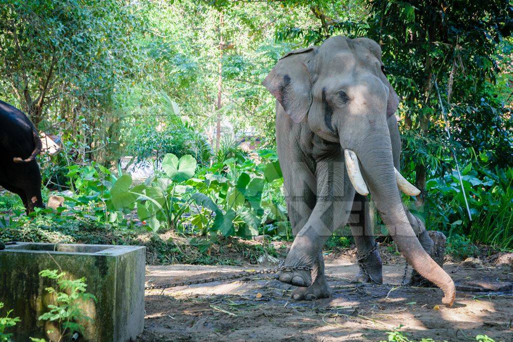 Elephant in musth chained up at Punnathur Kota elephant camp near Guruvayur temple, used for temples and religious festivals