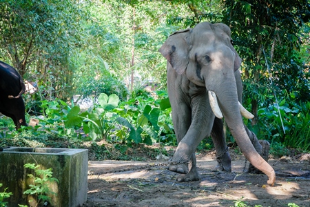 Elephant in musth chained up at Punnathur Kota elephant camp near Guruvayur temple, used for temples and religious festivals