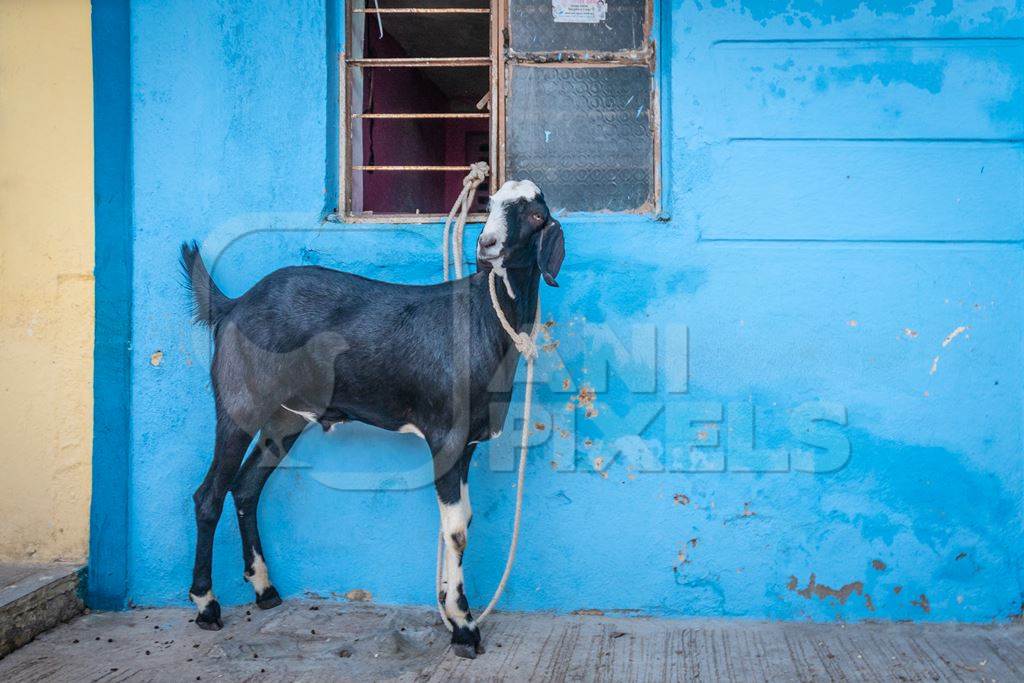 Goat bought for Eid religious sacrifice tied up in urban city street with blue wall background