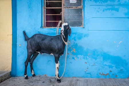 Goat bought for Eid religious sacrifice tied up in urban city street with blue wall background