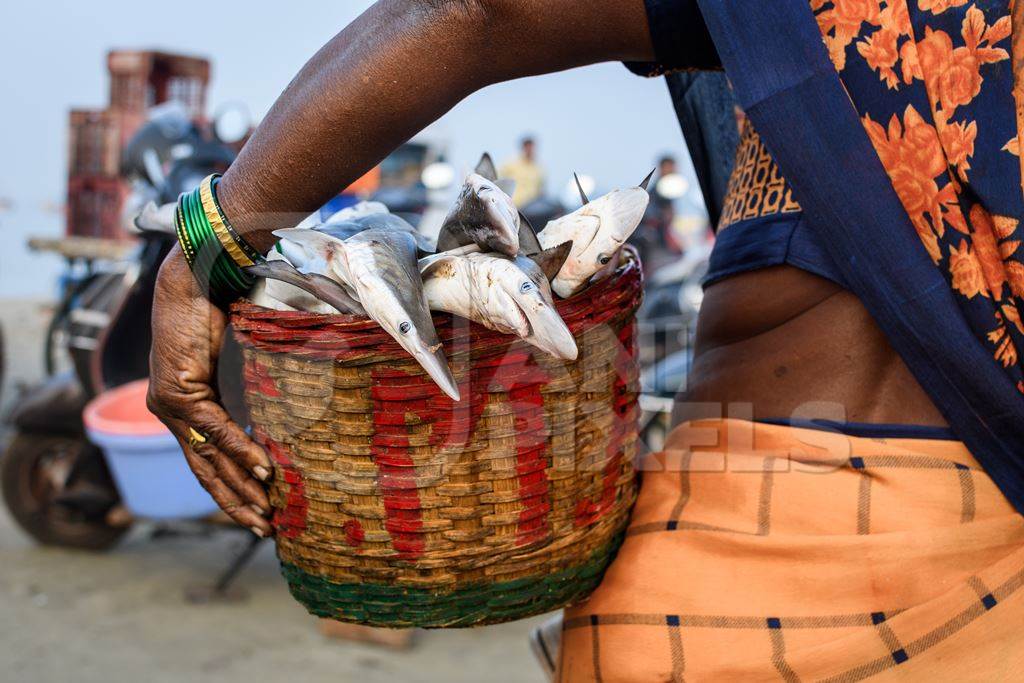 Lady carrying a basket of small dead Indian sharks on sale at Malvan fish market on beach in Malvan, Maharashtra, India, 2022