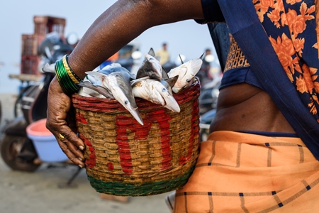 Lady carrying a basket of small dead Indian sharks on sale at Malvan fish market on beach in Malvan, Maharashtra, India, 2022