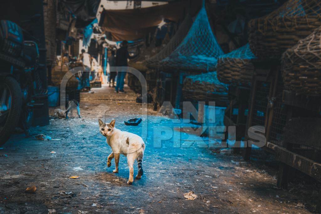 Indian street cat or stray cat inside a dark meat market in Kolkata, India, 2022