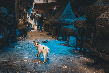 Indian street cat or stray cat inside a dark meat market in Kolkata, India, 2022