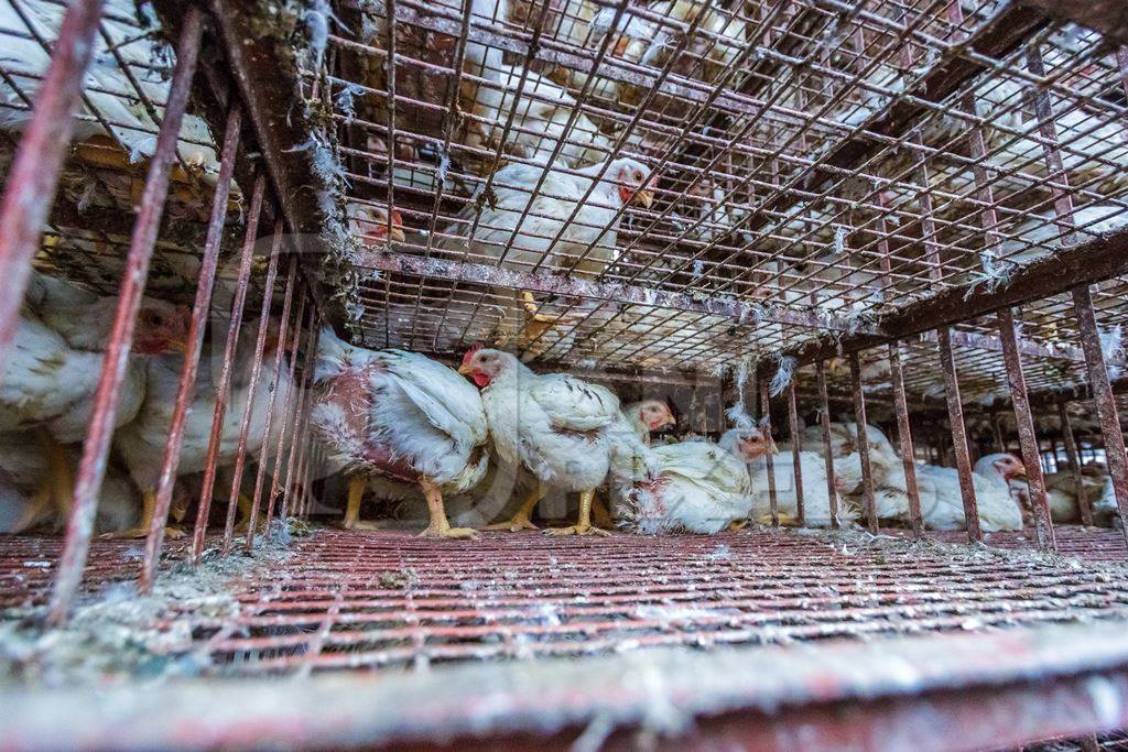 Broiler chickens raised for meat waiting to be unloaded from transport trucks near Crawford meat market in Mumbai