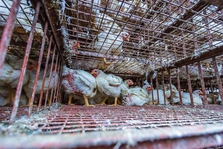 Broiler chickens raised for meat waiting to be unloaded from transport trucks near Crawford meat market in Mumbai