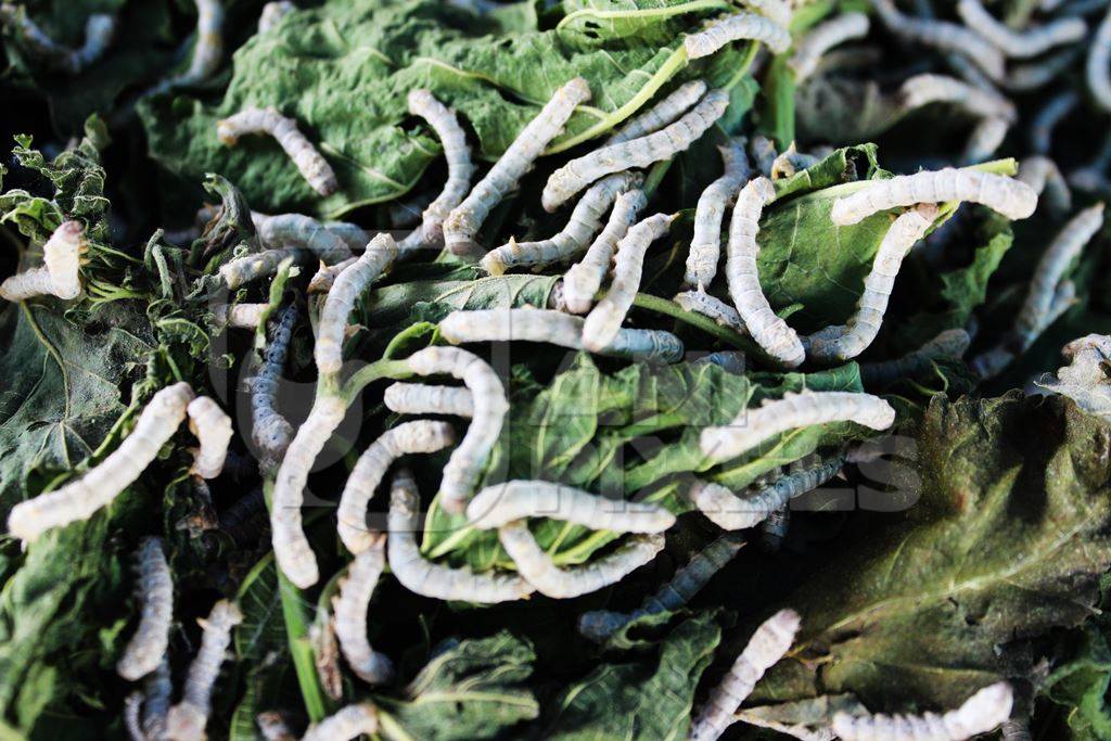 Close up of silkworms eating mulberry leaves