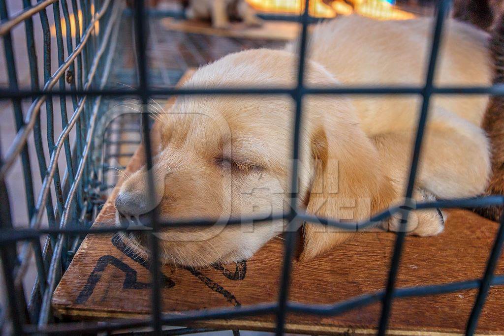 Pedigree labrador breed puppy on sale as a pet in a small cage at Crawford pet market in Mumbai