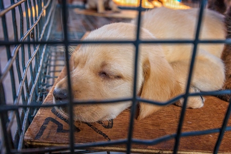 Pedigree labrador breed puppy on sale as a pet in a small cage at Crawford pet market in Mumbai