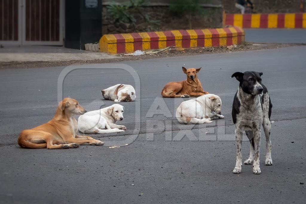Many Indian stray or street pariah dogs on road in urban city of Pune, Maharashtra, India, 2021