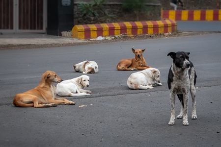 Many Indian stray or street pariah dogs on road in urban city of Pune, Maharashtra, India, 2021