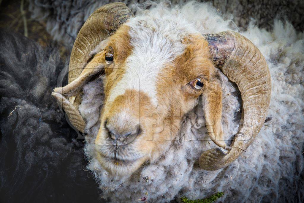 Sheep with curled horns enclosed in a wooden pen on a farm in a rural village in Ladakh in the Himalaya mountains, India
