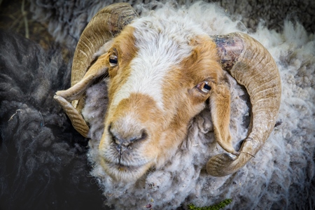 Sheep with curled horns enclosed in a wooden pen on a farm in a rural village in Ladakh in the Himalaya mountains, India