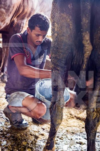 Man milking a dairy cow in a bucket in a dirty shed in an urban dairy in Maharashtra