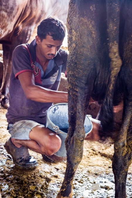 Man milking a dairy cow in a bucket in a dirty shed in an urban dairy in Maharashtra