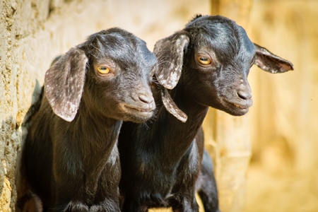 Two small black baby goats in a village in rural Bihar