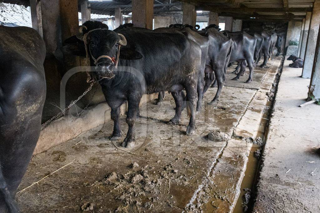 Farmed Indian buffaloes chained up in a line on an urban dairy farm or tabela, Aarey milk colony, Mumbai, India, 2023