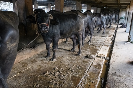 Farmed Indian buffaloes chained up in a line on an urban dairy farm or tabela, Aarey milk colony, Mumbai, India, 2023