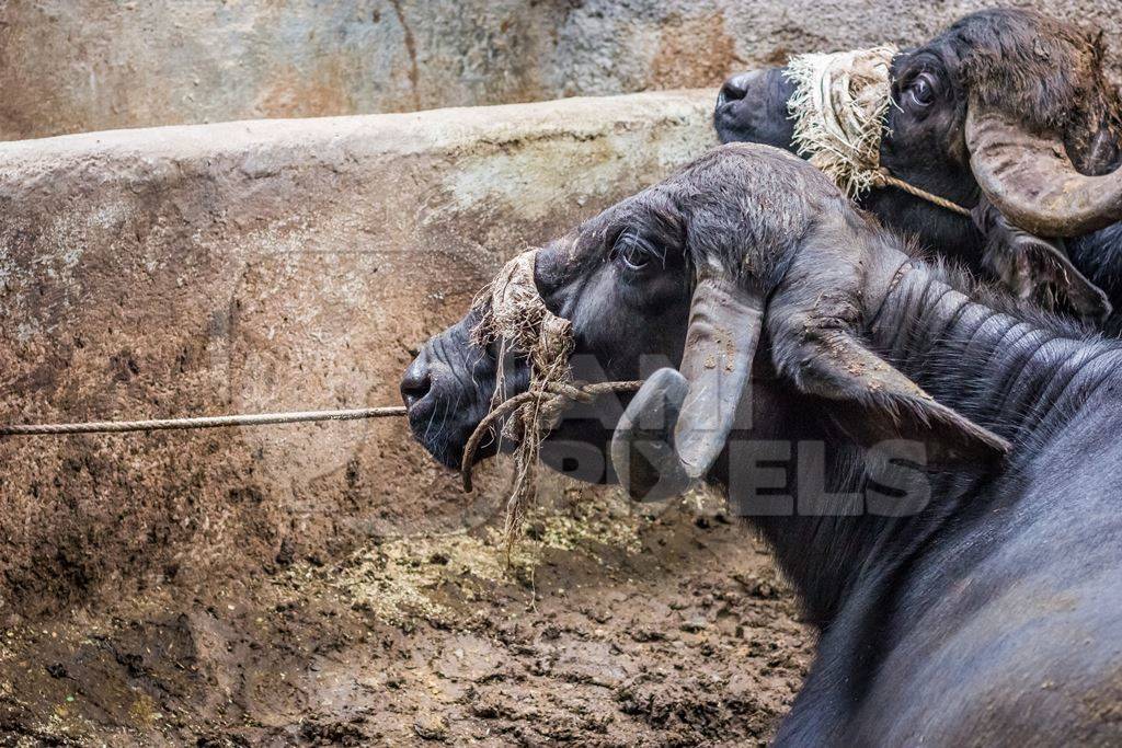Farmed buffaloes  in urban dairy tied up in dirty conditions