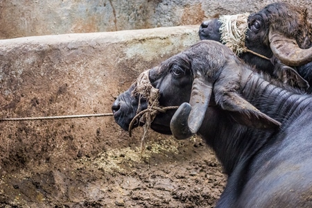 Farmed buffaloes  in urban dairy tied up in dirty conditions