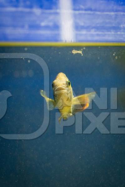 Yellow fish in a dirty tank at an underwater fish tunnel expo aquarium in Pune, Maharashtra, India, 2024