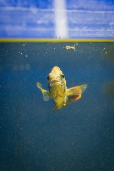 Yellow fish in a dirty tank at an underwater fish tunnel expo aquarium in Pune, Maharashtra, India, 2024