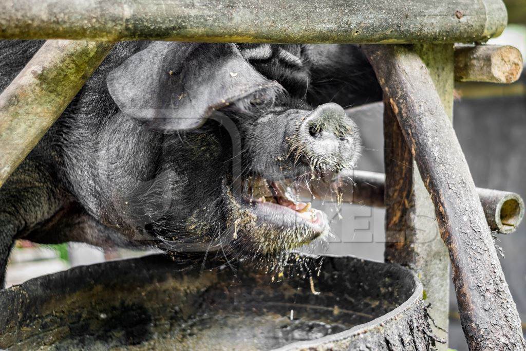 Pig in wooden pig pen on farm in rural Nagaland