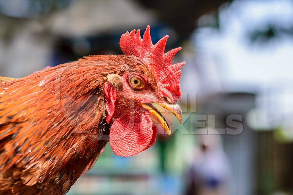 Red hen or chicken with mouth open at Juna Bazaar