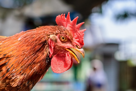 Red hen or chicken with mouth open at Juna Bazaar