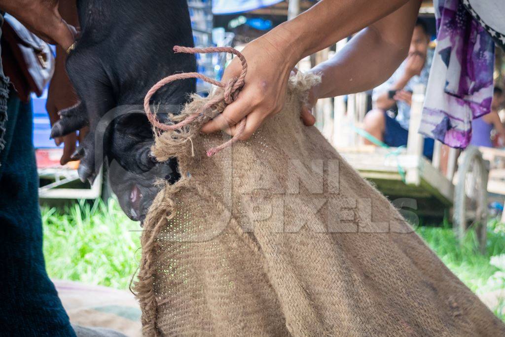 Pigs being put into sacks on sale for meat at the weekly animal market