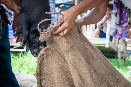 Pigs being put into sacks on sale for meat at the weekly animal market