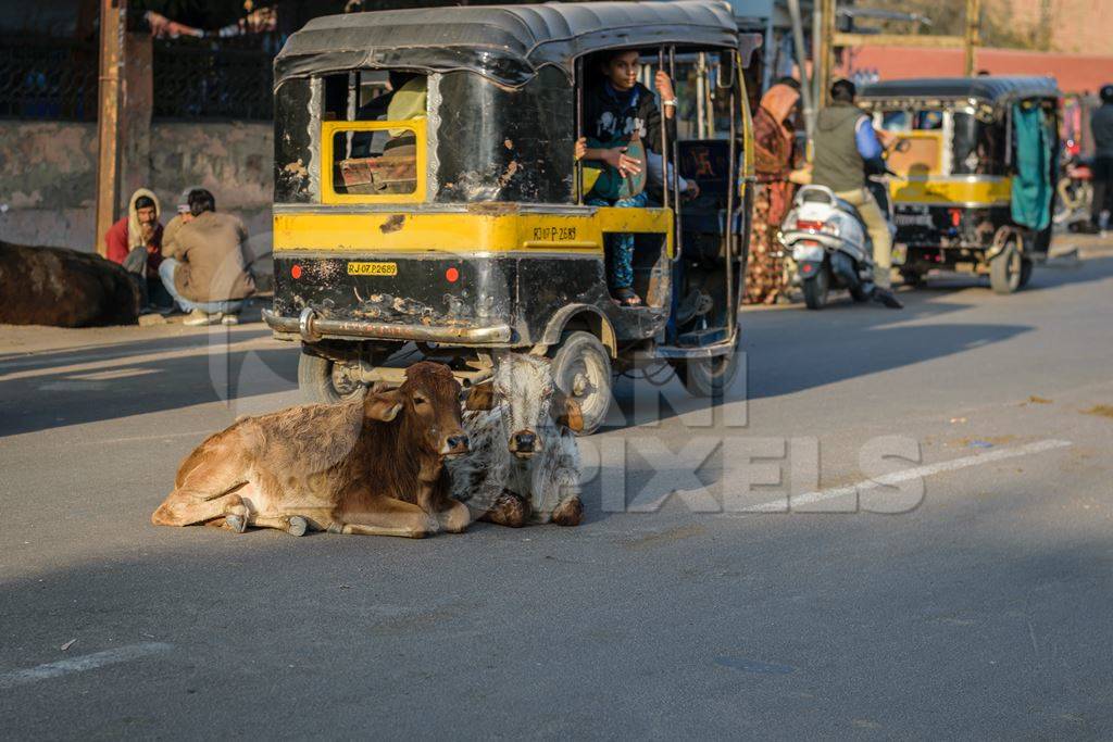 Street cows lying on road in Bikaner in Rajasthan