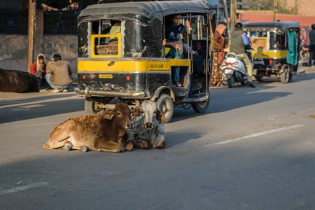 Street cows lying on road in Bikaner in Rajasthan