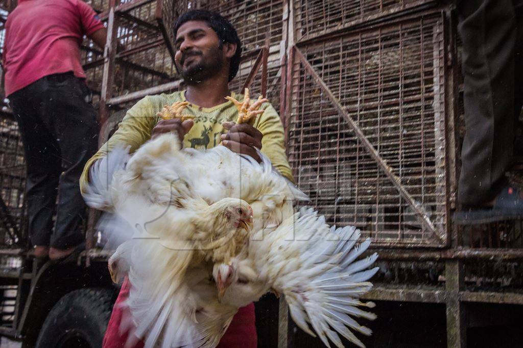 Broiler chickens raised for meat being unloaded from transport trucks near Crawford meat market