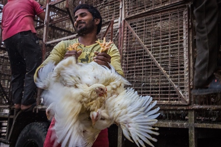 Broiler chickens raised for meat being unloaded from transport trucks near Crawford meat market