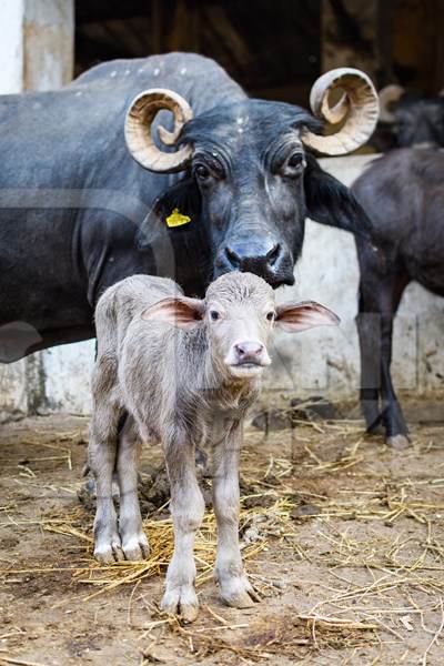 Indian buffalo mother with baby buffalo calf on an urban dairy farm or tabela, Aarey milk colony, Mumbai, India, 2023