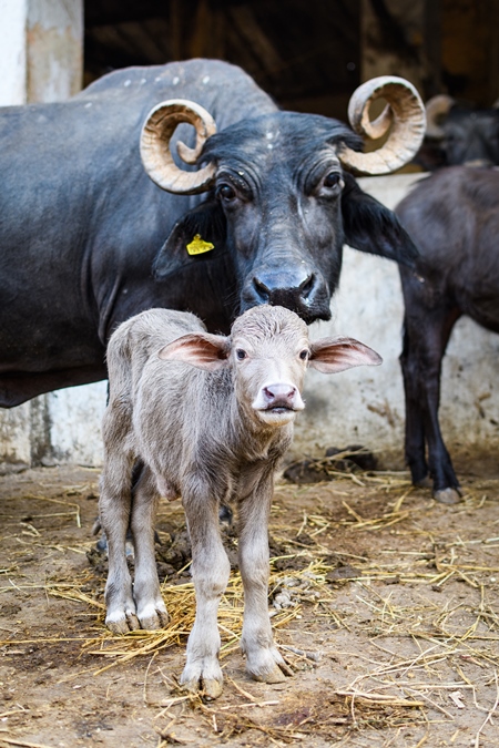 Indian buffalo mother with baby buffalo calf on an urban dairy farm or tabela, Aarey milk colony, Mumbai, India, 2023