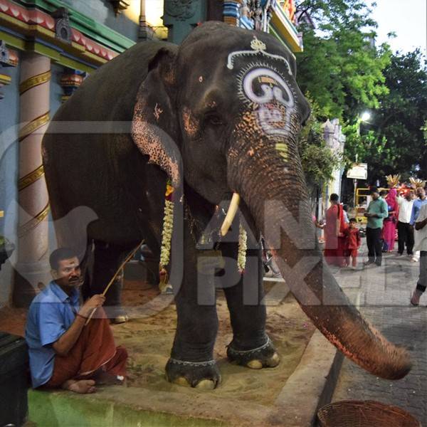 Decorated temple elephant in chains used at Manakula Vinayagar Temple in Puduchery