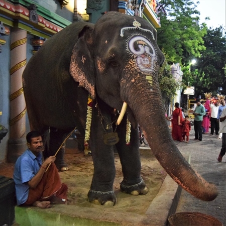 Decorated temple elephant in chains used at Manakula Vinayagar Temple in Puduchery