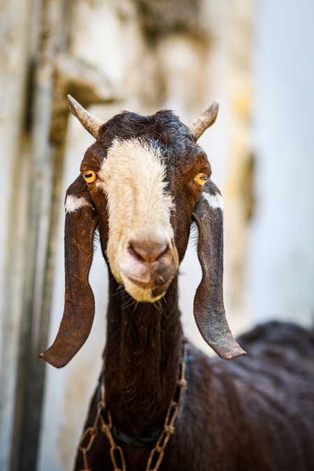 Indian goat tied up in the street in the urban city of Jaipur, India, 2022