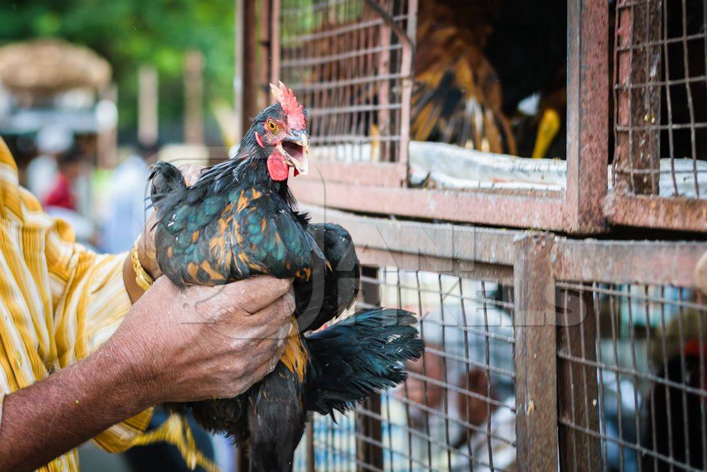 Man holding Chickens or hens on sale at Juna Bazaar in Pune